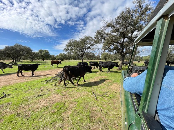 Inmersión en la Dehesa y el Toro Bravo