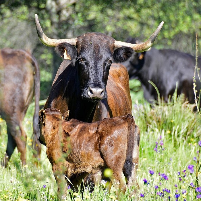 Visita Finca de Toros